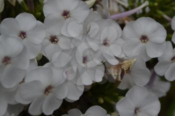 Phlox. Polemoniaceae. Beautiful inflorescence. White flowers. Nice smell. Growing flowers. Flowerbed. Garden. Floriculture. Horizontal photo