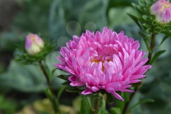 Pink flowers of asters garden. Delicate petals. Horizontal photo. Close-up. Green Garden. Sunny