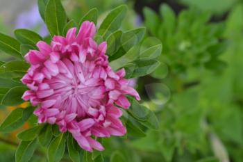 Pink flowers of asters garden. Delicate petals. Horizontal photo. Close-up. Green. Sunny weather