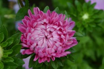 Pink flowers of asters garden. Delicate petals. Horizontal photo. Close-up. Green