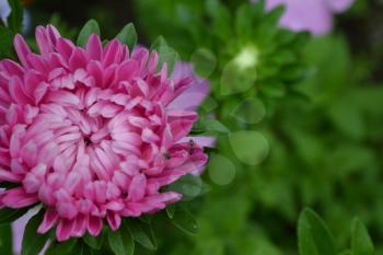 Pink flowers of asters garden. Delicate petals. Horizontal photo. Close-up
