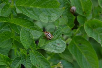 Potatoes in the garden. Solanum tuberosum. Colorado beetles. Solanum tuberosum. Green potato leaves