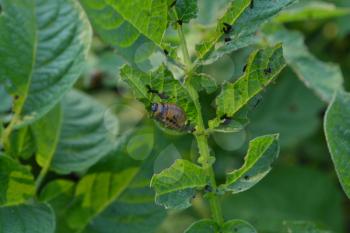 Potatoes in the garden. Solanum tuberosum. Colorado beetles. Solanum tuberosum