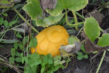 Pumpkin growing in the vegetable garden. Cucurbita. Pumpkin yellow. Garden, field, farm. Photos of nature. Horizontal