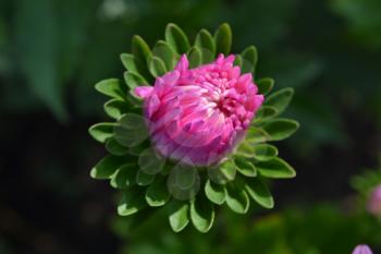 Pink aster flower garden. Delicate petals. Horizontal photo. Close-up. Green Garden