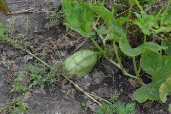 Pumpkin growing in the vegetable garden. Cucurbita. Pumpkin green. Garden. Photos of nature. Horizontal photo
