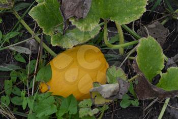 Pumpkin growing in the vegetable garden. Cucurbita. Pumpkin yellow. Garden, field, farm. Photos of nature