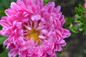 Pink flowers of asters garden. Delicate petals. Horizontal photo. Close-up. Sunny weather
