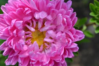 Pink flowers of asters garden. Delicate petals. Horizontal photo. Close-up. Sunny