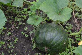 Pumpkin growing in the vegetable garden. Cucurbita. Pumpkin green. Garden, field, farm