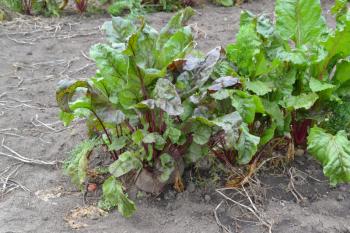 Beta vulgaris. Beet. Garden, field, farm. Beet growing