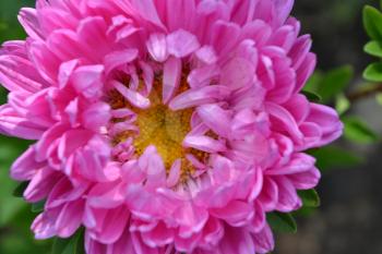 Pink flowers of asters garden. Delicate petals. Horizontal. Close-up. Green. Sunny weather
