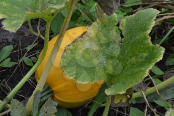 Pumpkin growing in the vegetable garden. Cucurbita. Pumpkin yellow. Garden, field, farm