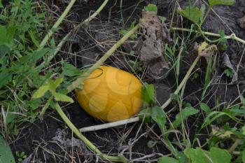 Pumpkin growing in the vegetable garden. Cucurbita. Pumpkin yellow. Garden, field