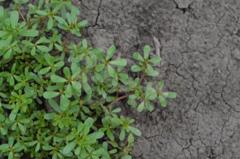 Purslane. Portulaca oleracea. Purslane grows in the garden. Garden. Field. Growing. Agriculture. Horizontal photo