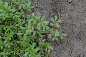 Purslane. Portulaca oleracea. Purslane grows in the garden. The green oval leaves. Field. Growing. Agriculture. Horizontal