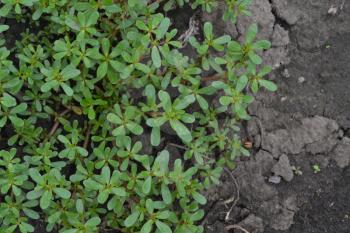 Purslane. Portulaca oleracea. Purslane grows in the garden. The green oval leaves. Treatment plant. Field. Growing. Agriculture. Horizontal photo