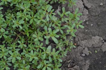 Purslane. Portulaca oleracea. Purslane grows in the garden. The green oval leaves. Treatment plant. Field. Growing. Agriculture. Horizontal