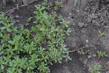 Purslane. Portulaca oleracea. Purslane grows in the garden. The green oval leaves. Treatment plant. Garden. Field. Growing. Agriculture. Horizontal
