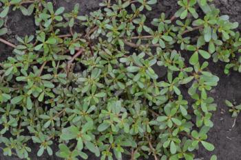 Purslane. Portulaca oleracea. Purslane grows in the garden. The green oval leaves. Treatment plant. Growing. Agriculture. Horizontal photo