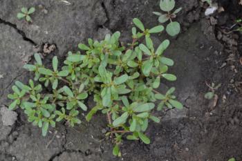 Purslane. Portulaca oleracea. Purslane grows in the garden. Garden. Field. Growing. Agriculture. Horizontal