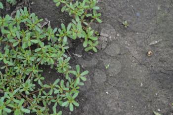 Purslane. Portulaca oleracea. Purslane grows in the garden. Treatment plant. Garden. Field. Growing. Agriculture. Horizontal photo