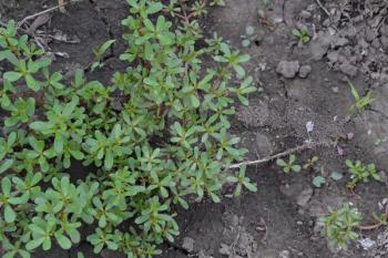 Purslane. Portulaca oleracea. Purslane grows in the garden. The green oval leaves. Treatment plant. Garden. Field. Growing. Horizontal