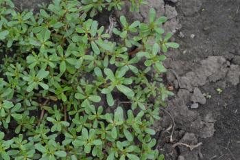 Purslane. Portulaca oleracea. Purslane grows in the garden. The green oval leaves. Treatment plant. Garden. Growing. Agriculture. Horizontal