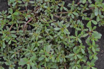 Purslane. Portulaca oleracea. Purslane grows in the garden. The green oval leaves. Treatment plant. Growing. Agriculture. Horizontal