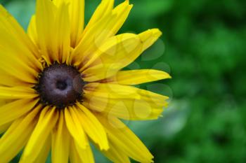 Rudbeckia. Perennial. Similar to the daisy. Tall flowers. Flowers are yellow. Close-up. On blurred background. Garden. Flowerbed. Floriculture. Horizontal photo