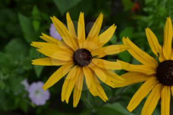 Rudbeckia. Perennial. Similar to the daisy. Tall flowers. Flowers are yellow. Close-up. On blurred background. It's sunny. Flowerbed. Floriculture. Horizontal