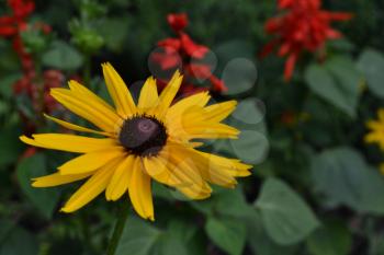 Rudbeckia. Perennial. Similar to the daisy. Tall flowers. Flowers are yellow. It's sunny. Garden. Flowerbed. Close-up. On blurred background. Horizontal photo
