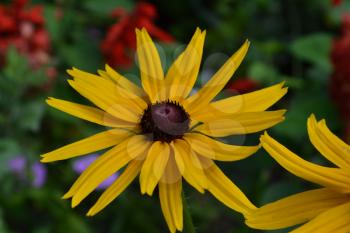 Rudbeckia. Perennial. Similar to the daisy. Tall flowers. Flowers are yellow. It's sunny. Garden. Flowerbed. Floriculture. Close-up. Horizontal