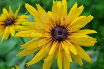 Rudbeckia. Perennial. Similar to the daisy. Tall flowers. Flowers are yellow. It's sunny. Garden. Flowerbed. Floriculture. Close-up. On blurred background. Horizontal photo