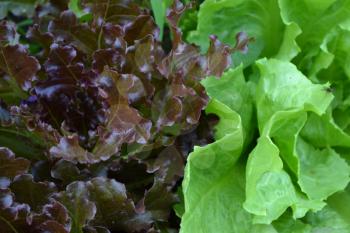 Salad. Lettuce. Lactuca. It grows in the garden. The leaves are green and red. Delicious. It is useful. Garden. Field. Growing herbs. Close-up. Horizontal photo