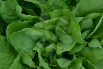Salad. Lettuce. Lactuca. It grows in the garden. The leaves are green. Delicious. It is useful. Garden. Field. Close-up. Horizontal photo