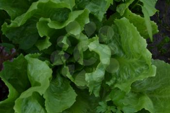 Salad. Lettuce. Lactuca. It grows in the garden. The leaves are green. Delicious. It is useful. Garden. Field. Growing herbs. Close-up. Horizontal photo