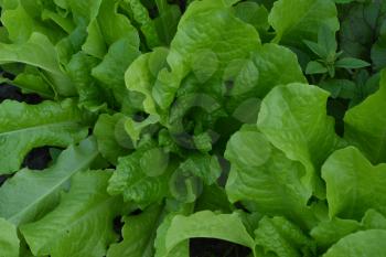 Salad. Lettuce. Lactuca. It grows in the garden. The leaves are green. Delicious. It is useful. Garden. Field. Growing herbs. Close-up. Horizontal