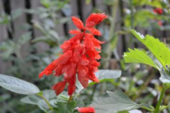 Salvia. Salvia splendens. Flower red. Heat-loving plants. Annual plant. Beautiful flower. Flowerbed. Growing flowers. Close-up. On blurred background. Horizontal photo