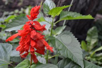 Salvia. Salvia splendens. Flower red. Heat-loving plants. Annual plant. Beautiful flower. Flowerbed. Growing flowers. Close-up. On blurred background. Horizontal