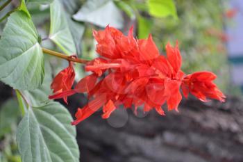 Salvia. Salvia splendens. Flower red. Heat-loving plants. Annual plant. Beautiful flower. Flowerbed. Growing flowers. Close-up. On blurred background. Vertical photo