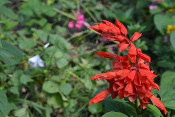Salvia. Salvia splendens. Flower red. Heat-loving plants. Annual plant. Beautiful flower. Garden. Close-up. On blurred background. Horizontal