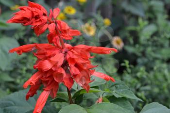Salvia. Salvia splendens. Flower red. Heat-loving plants. Annual plant. Beautiful flower. Garden. Flowerbed. Horizontal