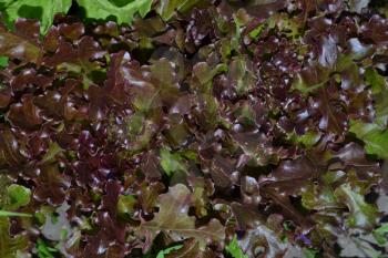 Salad. Lettuce. Lactuca. It grows in the garden. The leaves are red. Delicious. It is useful. Garden. Field. Close-up. Horizontal photo