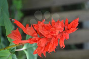 Salvia. Salvia splendens. Flower red. Heat-loving plants. Annual plant. Beautiful flower. Garden. Flowerbed. Growing flowers. Close-up. On blurred background. Vertical photo