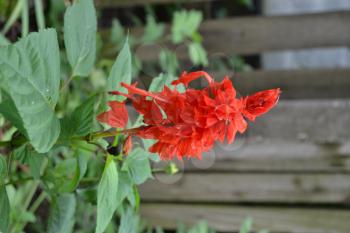 Salvia. Salvia splendens. Flower red. Heat-loving plants. Annual plant. Beautiful flower. Garden. Flowerbed. Growing flowers. Close-up. On blurred background. Vertical