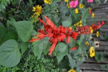 Salvia. Salvia splendens. Flower red. Heat-loving plants. Annual plant. Beautiful flower. Garden. Flowerbed. Growing flowers. On blurred background. Vertical