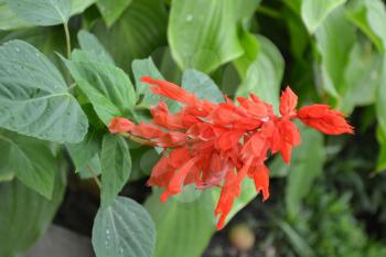 Salvia. Salvia splendens. Flower red. Heat-loving plants. Annual plant. Beautiful flower. Garden. Flowerbed. Growing flowers. Vertical