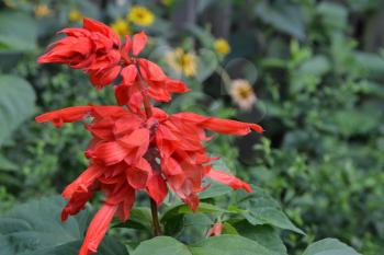 Salvia. Salvia splendens. Flower red. Heat-loving plants. Annual plant. Beautiful flower. Garden. Flowerbed. Horizontal photo