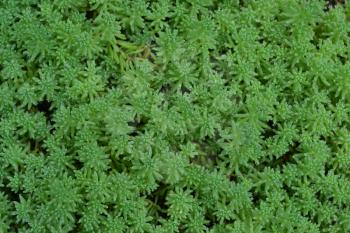 Stonecrop. Hare cabbage. Sedum. Green moss. Decorative grassy carpet. Flowerbed, garden. Close-up